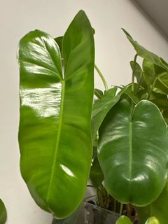 (Category: ) located in . Submitted by natureisagift (Listing ID 1343339799, Image 1). Description: .