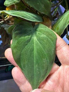 (Category: ) located in . Submitted by natureisagift (Listing ID 1343338212, Image 1). Description: .