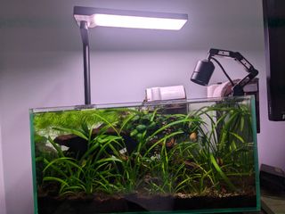 (Category: ) located in . Submitted by firzy (Listing ID 1343650067, Image 1). Description: .