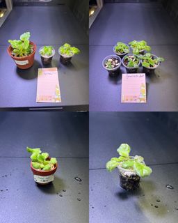 （分類：）位於 。 由 cc_agave 提交（商品編號 1343551999，圖片 1）。簡介： 。