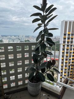 (Category: ) located in . Submitted by phamminh91 (Listing ID 1343563806, Image 1). Description: .