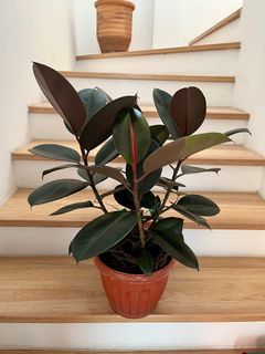 (Category: ) located in . Submitted by Angieshopping (Listing ID 1326012130, Image 1). Description: .