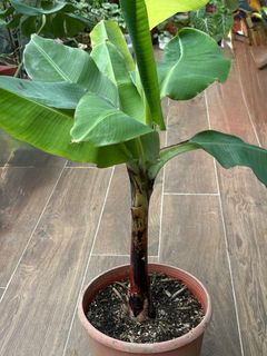 (Category: ) located in . Submitted by mi.plantdiary (Listing ID 1343744037, Image 1). Description: .