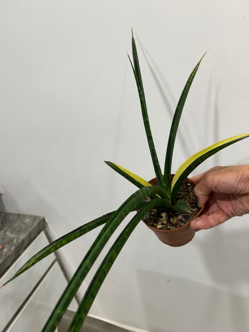 Sansevieria Pearsonii, Furniture & Home Living, Gardening, Plants & Seeds  on Carousell