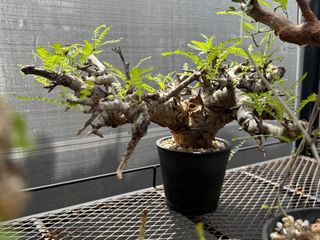 (Category: ) located in . Submitted by cuteplantsworld (Listing ID 1330624948, Image 1). Description: .