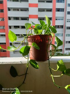 (Category: ) located in . Submitted by meiyajing (Listing ID 1344082074, Image 1). Description: .