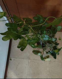 (Category: ) located in . Submitted by dg0001 (Listing ID 1344159681, Image 1). Description: .
