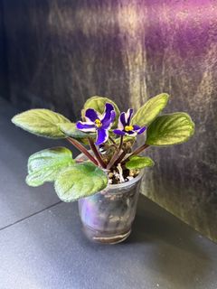 （分類：）位於 。 由 cc_agave 提交（商品編號 1344410885，圖片 1）。簡介： 。