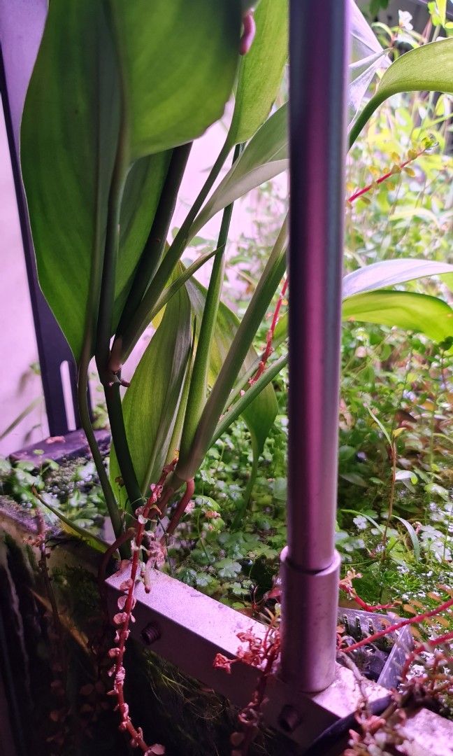 ADA Philodendron sp. 'Papua New Guinea', Furniture & Home Living,  Gardening, Plants & Seeds on Carousell