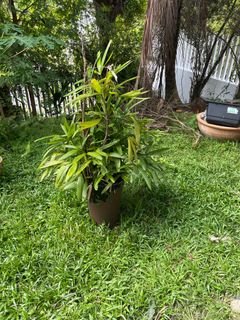 (Category: ) located in . Submitted by wulfywell (Listing ID 1344312830, Image 1). Description: .