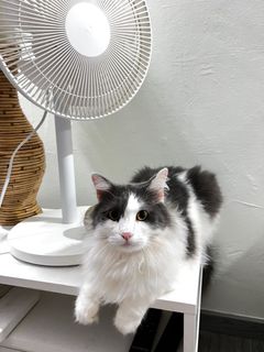(Category: ) located in . Submitted by kozy.cat (Listing ID 1344295420, Image 1). Description: .