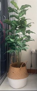 (Category: ) located in . Submitted by mythrine (Listing ID 1344252338, Image 1). Description: .