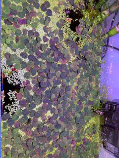 (Category: ) located in . Submitted by dragos1 (Listing ID 1344333989, Image 1). Description: .