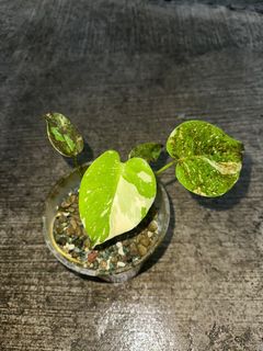 (Category: ) located in . Submitted by chioplants (Listing ID 1344359178, Image 1). Description: .