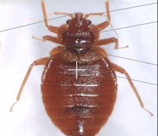 （分類：）位於 。 由 a61235613 提交（商品編號 1339651023，圖片 1）。簡介： 。