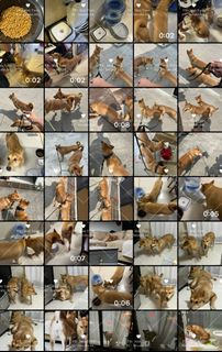 （分類：）位於 。 由 manyuenl 提交（商品編號 1339652145，圖片 1）。簡介： 。