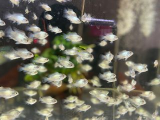 （分類：）位於 。 由 j.y.1216 提交（商品編號 1339561965，圖片 1）。簡介： 。