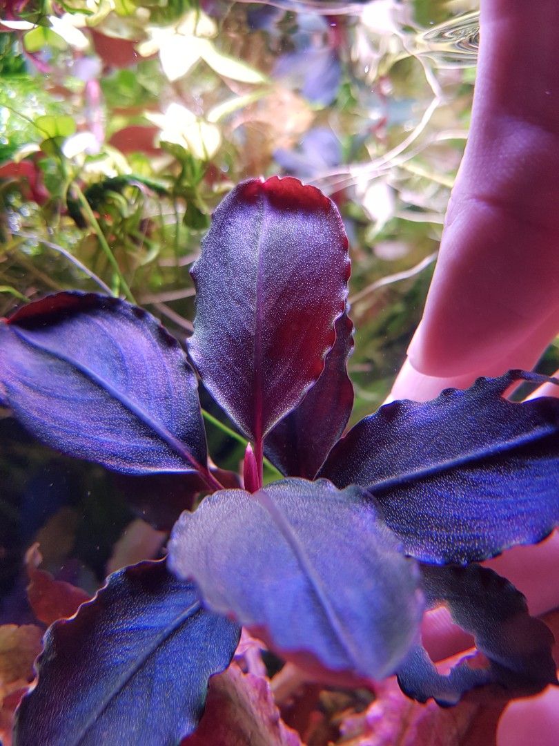 水草 Bucephalandra sp.UpperPearlMidnightBlue 水草 Bucephalandra sp.UpperPearlMidnightBlue Topick Aquarium