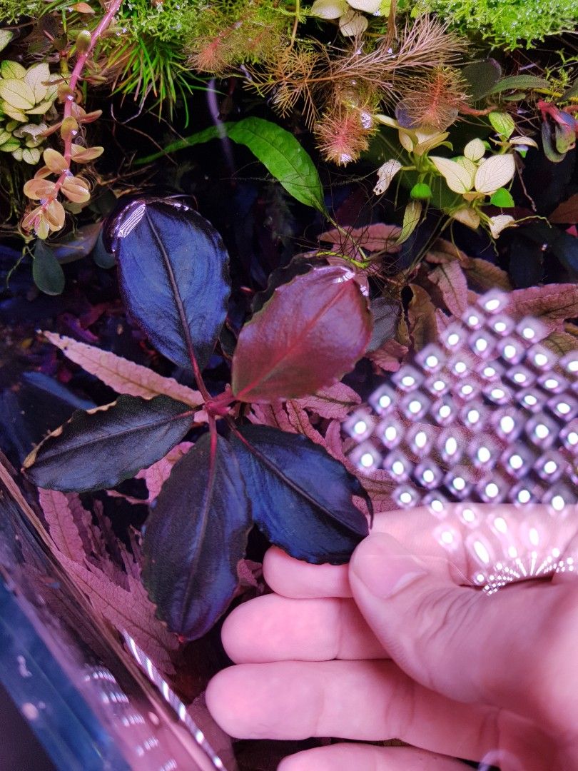 Bucephalandra sp. Neo Blue Top ( Rare), Pet Supplies, Homes