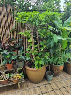 (Category: ) located in . Submitted by plantupsg (Listing ID 1339565038, Image 1). Description: .
