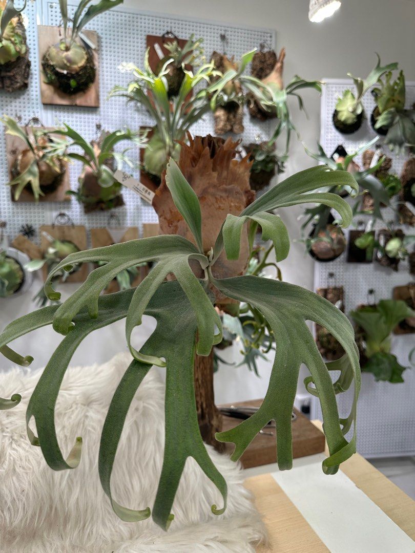 P.Rydeen spore ビカクシダ コウモリラン SHIKIライディーンスポア