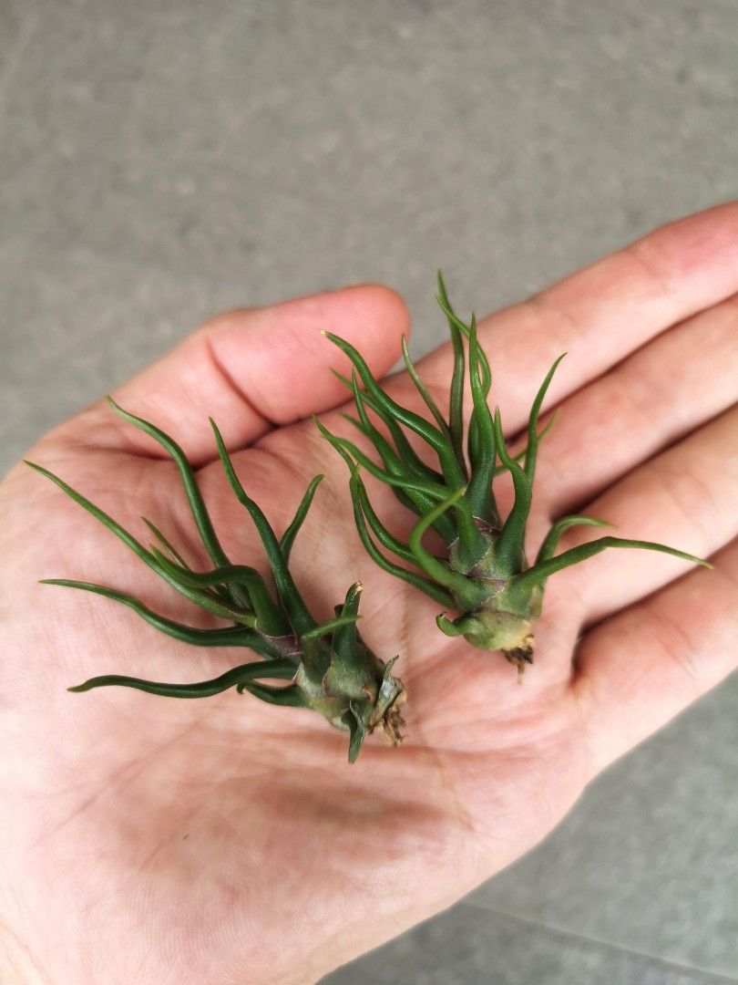 Tillandsia bulbosa tiny dancer, Furniture & Home Living Tillandsia bulbosa tiny dancer, Furniture & Home Living