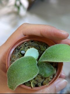（分類：）位於 。 由 platyanthurium 提交（商品編號 1344503008，圖片 1）。簡介： 。