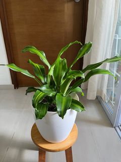 (Category: ) located in . Submitted by tingfengg (Listing ID 1344513945, Image 1). Description: .