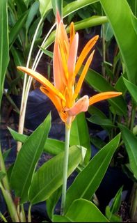 (Category: ) located in . Submitted by backyardgarden (Listing ID 1344488173, Image 1). Description: .