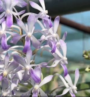 (Category: ) located in . Submitted by orchid_corner (Listing ID 1344572836, Image 1). Description: .