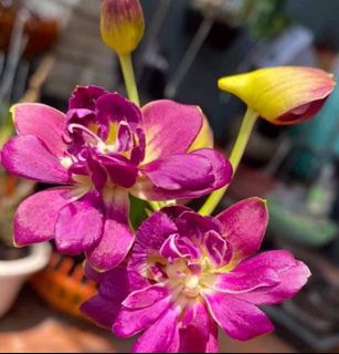 (Category: ) located in . Submitted by orchid_corner (Listing ID 1344575025, Image 1). Description: .