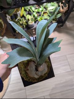 （分類：）位於 。 由 platyanthurium 提交（商品編號 1344567393，圖片 1）。簡介： 。