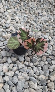 (Category: ) located in . Submitted by bloomandgrowsg (Listing ID 1344651771, Image 1). Description: .