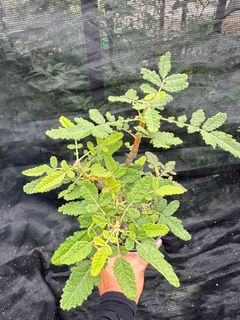 （分類：）位於 。 由 fossilsland 提交（商品編號 1344729652，圖片 1）。簡介： 。