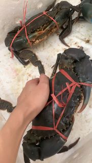 (Category: ) located in . Submitted by Crabhuntersg (Listing ID 1344738183, Image 1). Description: .