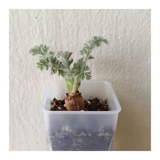 (Category: ) located in . Submitted by HomeGreenery (Listing ID 1344645162, Image 1). Description: .