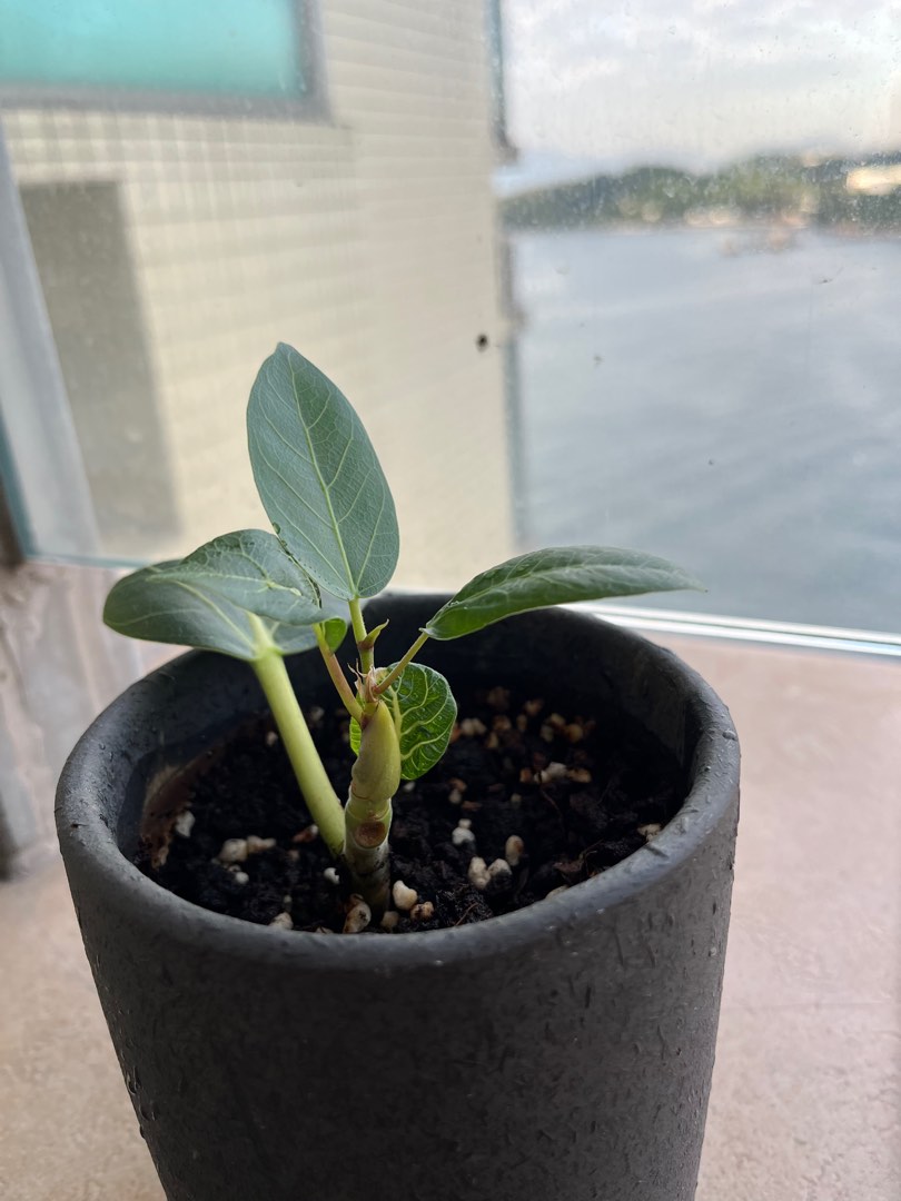 Self-grown Ficus benghalensis 孟加拉榕樹小盆景, 傢俬＆家居, 園藝, 植物及種子 - Carousell