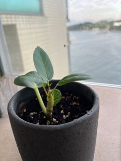 （分類：）位於 。 由 cocowang123 提交（商品編號 1339744051，圖片 1）。簡介： 。