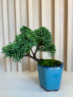 (Category: ) located in . Submitted by kawaiibonsai (Listing ID 1339755878, Image 1). Description: .