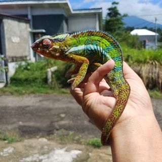 (Kategori: ) berada di . Dikirim oleh rikhs (ID iklan 1340084112, Gambar 1). Deskripsi: .