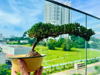 (Category: ) located in . Submitted by naokibonsai (Listing ID 1340176539, Image 1). Description: .