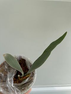 （分類：）位於 。 由 bchui 提交（商品編號 1340307863，圖片 1）。簡介： 。