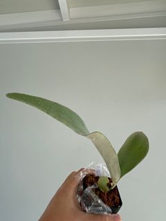 （分類：）位於 。 由 bchui 提交（商品編號 1340308202，圖片 1）。簡介： 。