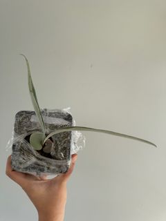 （分類：）位於 。 由 bchui 提交（商品編號 1340306113，圖片 1）。簡介： 。