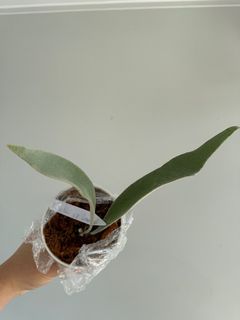 （分類：）位於 。 由 bchui 提交（商品編號 1340306641，圖片 1）。簡介： 。