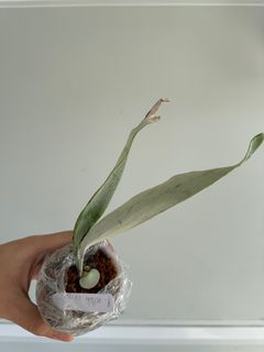 （分類：）位於 。 由 bchui 提交（商品編號 1340307024，圖片 1）。簡介： 。