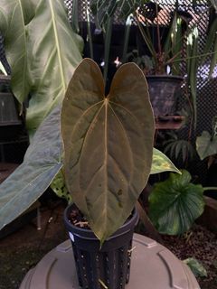 (Category: ) located in . Submitted by rootsingarden (Listing ID 1340369041, Image 1). Description: .