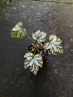 (Category: ) located in . Submitted by rootsingarden (Listing ID 1340371772, Image 1). Description: .