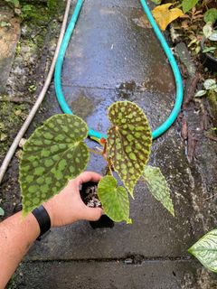 (Category: ) located in . Submitted by rootsingarden (Listing ID 1340366409, Image 1). Description: .