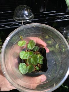 (Category: ) located in . Submitted by rootsingarden (Listing ID 1340365653, Image 1). Description: .